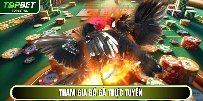Tham gia Đá Gà trực tuyến